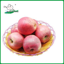 QINGUAN apple/ fresh Qinguan Apple 9kg